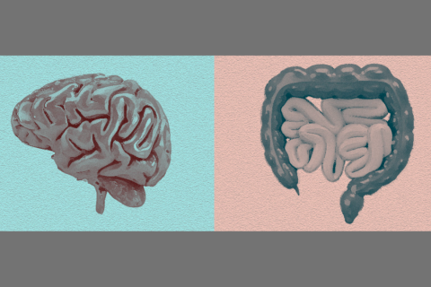 O que a ciência já sabe sobre a conexão cérebro e intestino?