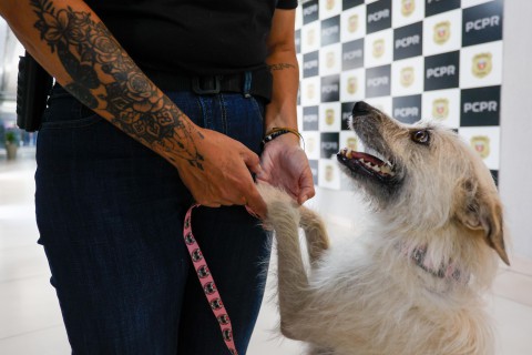 Policiais civis adotam cachorrinha que "pediu ajuda" para salvar os filhotes